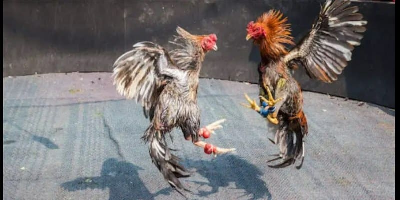 Đá Gà Trực Tiếp Thomo Hôm Nay Gay Cấn Kịch Tính Thắng Lớn 1 da ga truc tiep thomo hom nay du loai ga