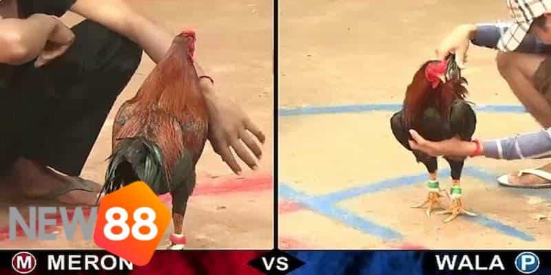 trực tiếp đá gà campuchia hôm nay