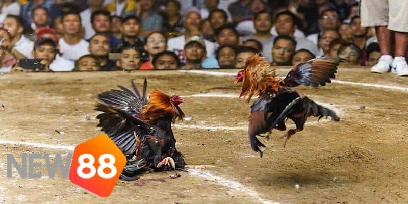 trực tiếp đá gà campuchia hôm nay