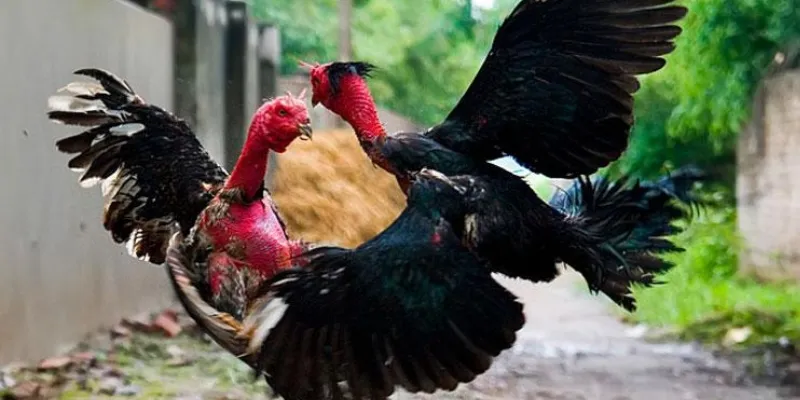 Nắm vững thông tin cơ bản về cá cược đá gà