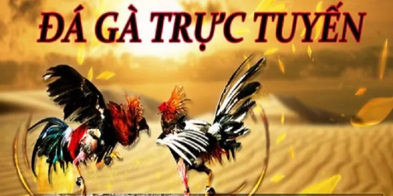 Thông tin cơ bản về đá gà Thomo