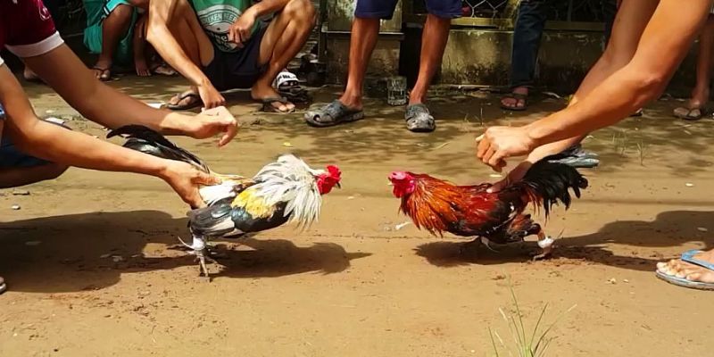 Đá gà mang lại giá trị giải trí và tiền lời