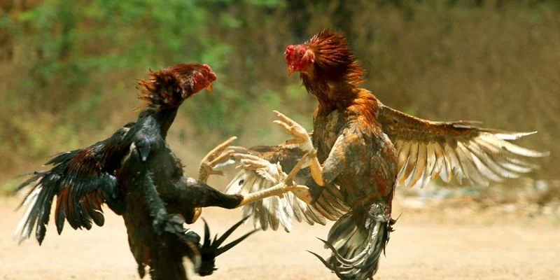 Khái quát một số thông tin hiệu quả về luật chấp trong đá gà
